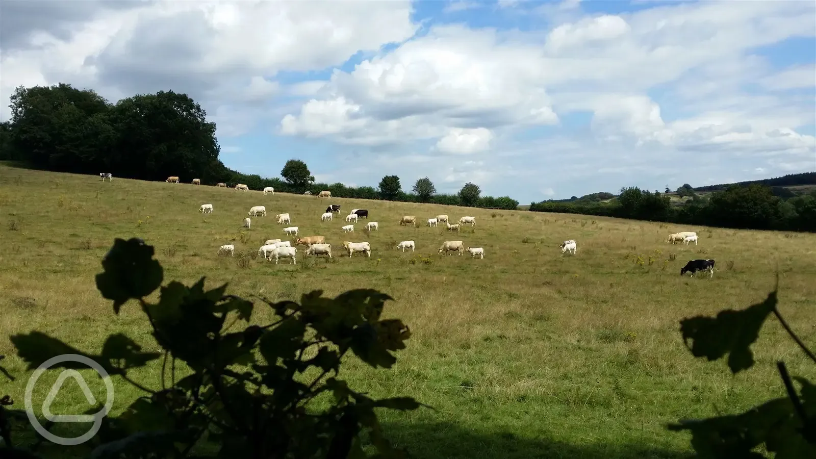 Cattle on Hill Field