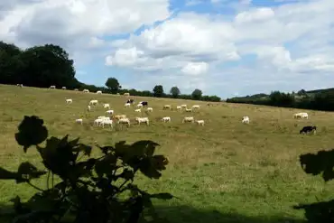 Cattle on Hill Field