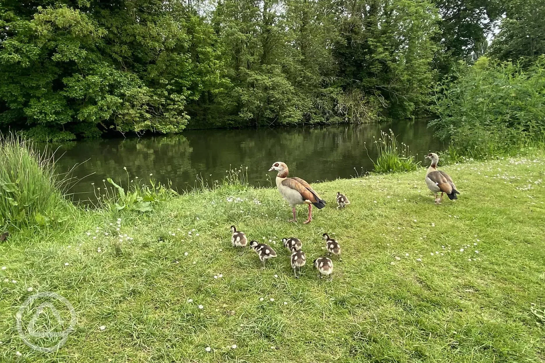 Ducks by the river at Hurley Riverside Park