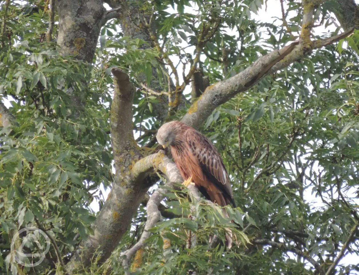 Red kites to spot at Hurley Riverside Park