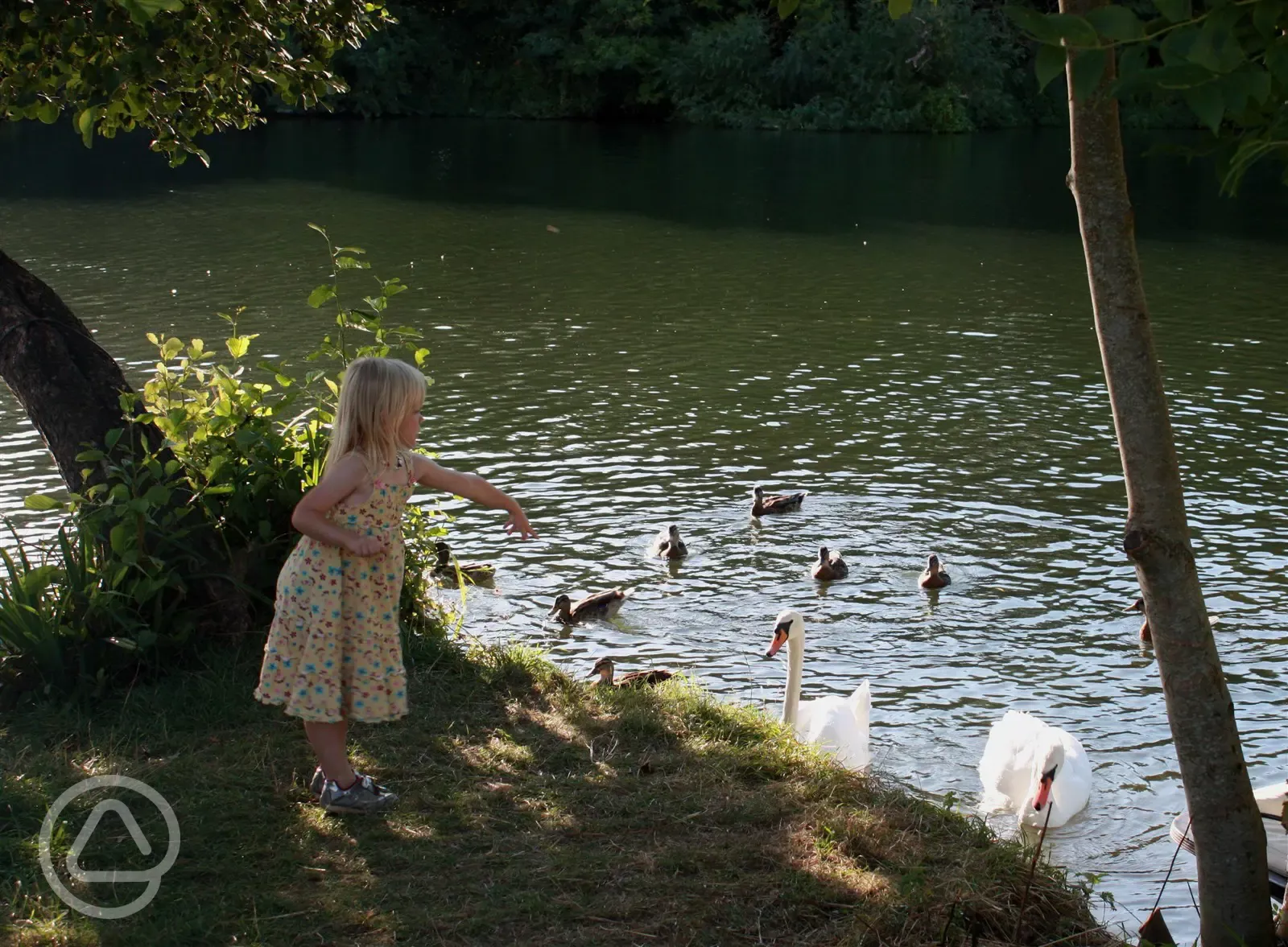 Feeding the swans on the river at Hurley Riverside Park