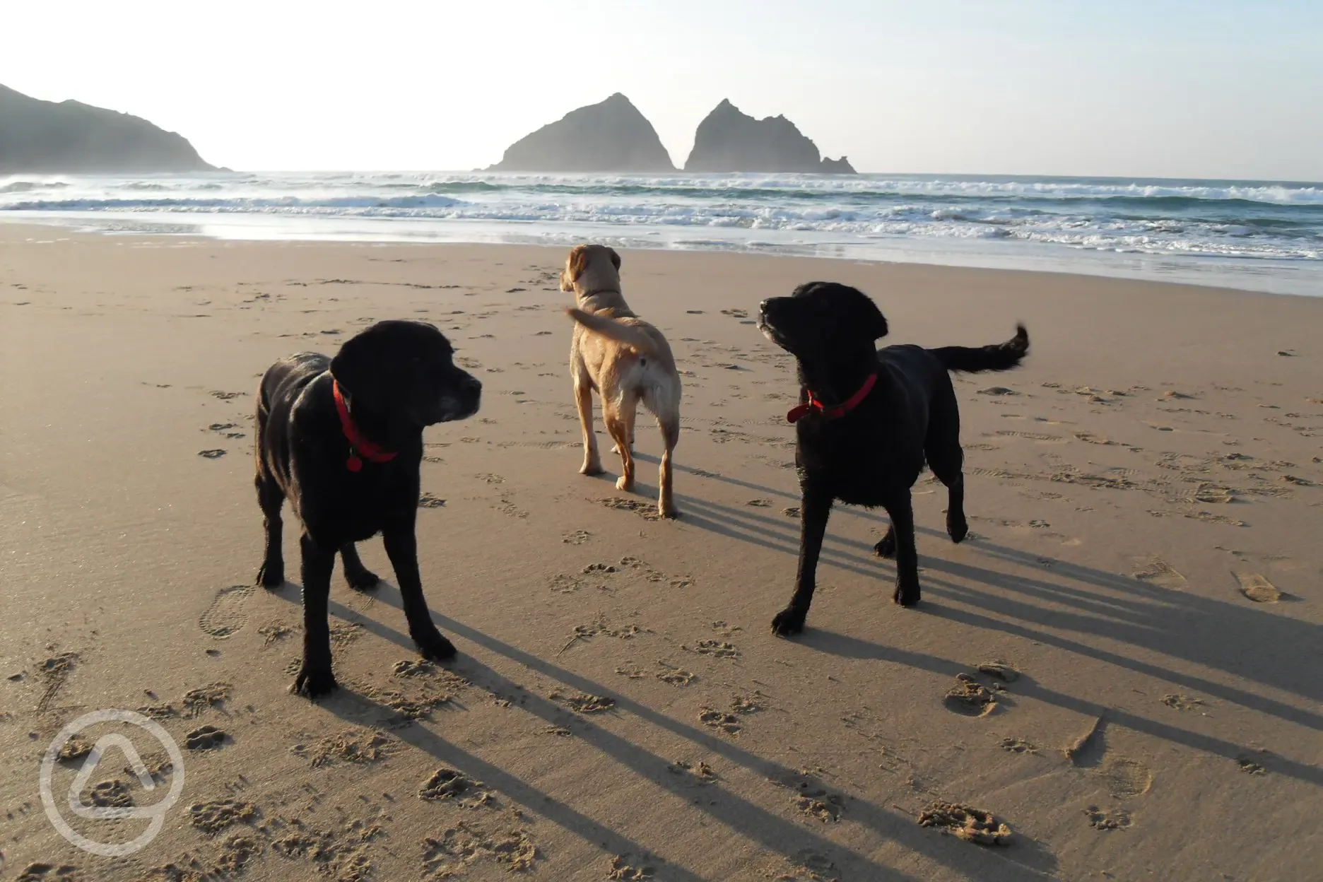 Dog friendly Holywell Bay Beach