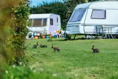 Grass pitches for tents and tourers