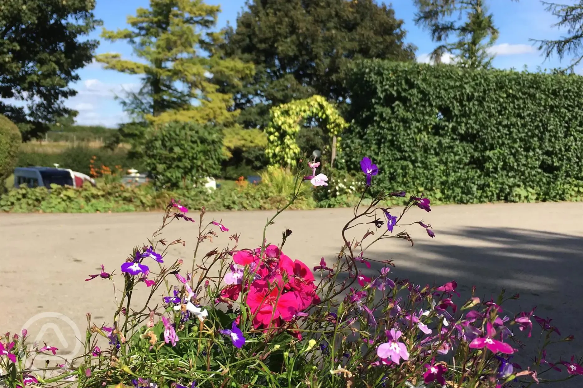 Golden Square in bloom