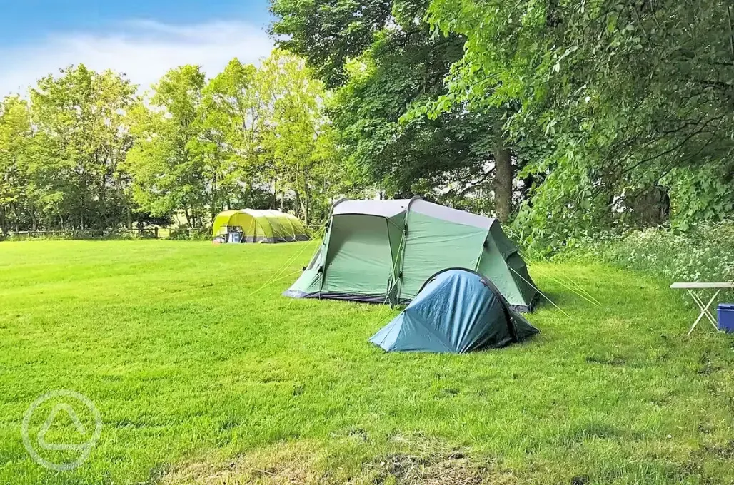 A medium and small tent on an electric grass tent pitch