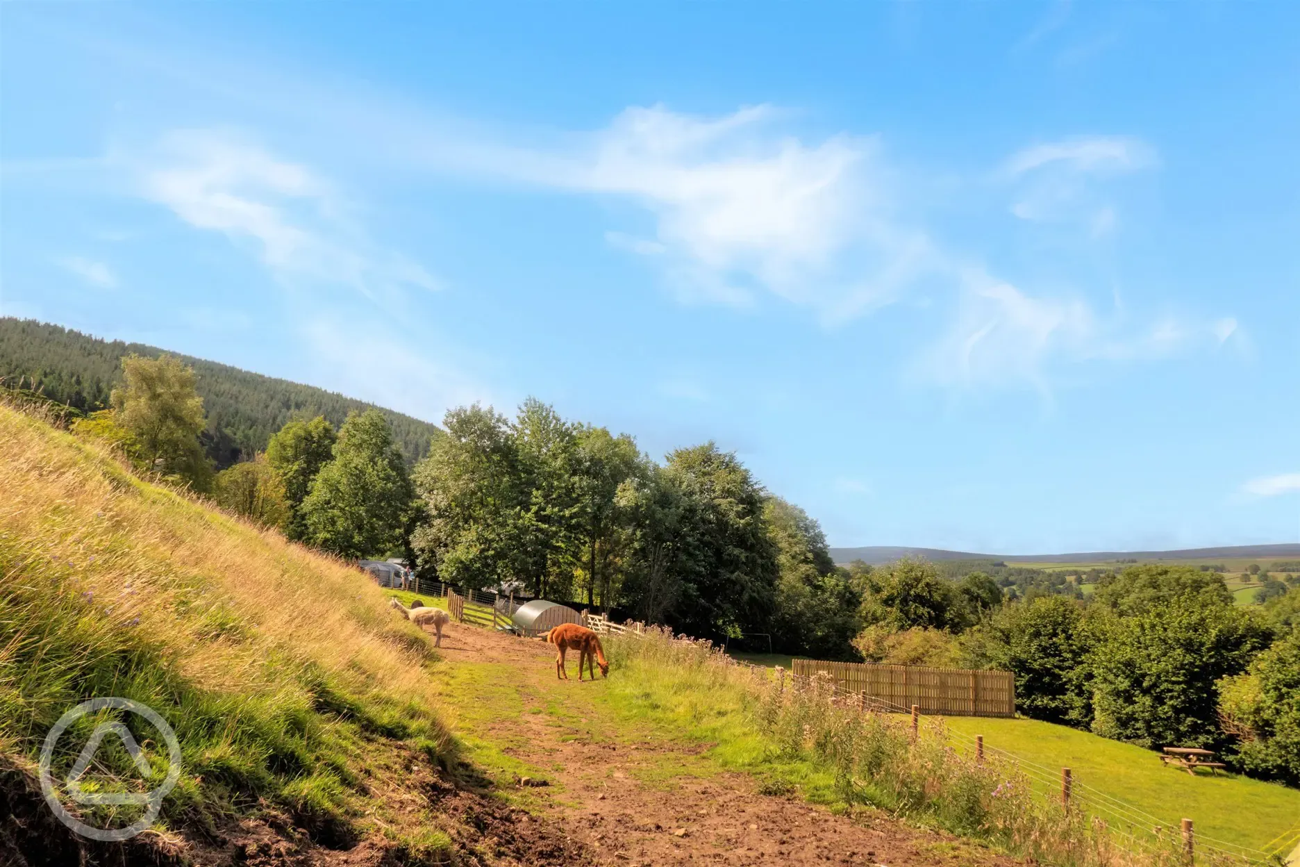 Dorothy, Ethel and Audrey, the alpacas onsite