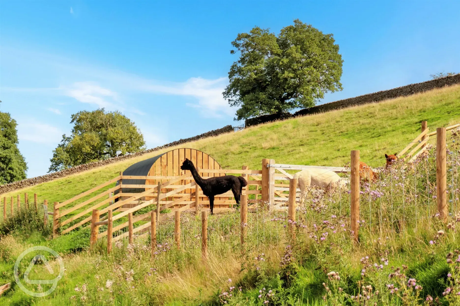 Dorothy, Ethel and Audrey, Howgill Lodge's resident alpacas