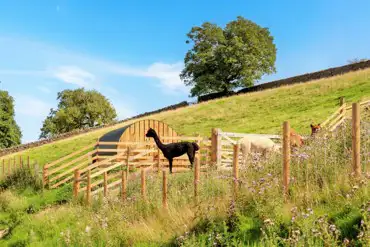 Dorothy, Ethel and Audrey, Howgill Lodge's resident alpacas