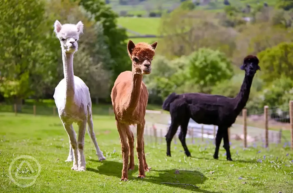 Alpacas onsite