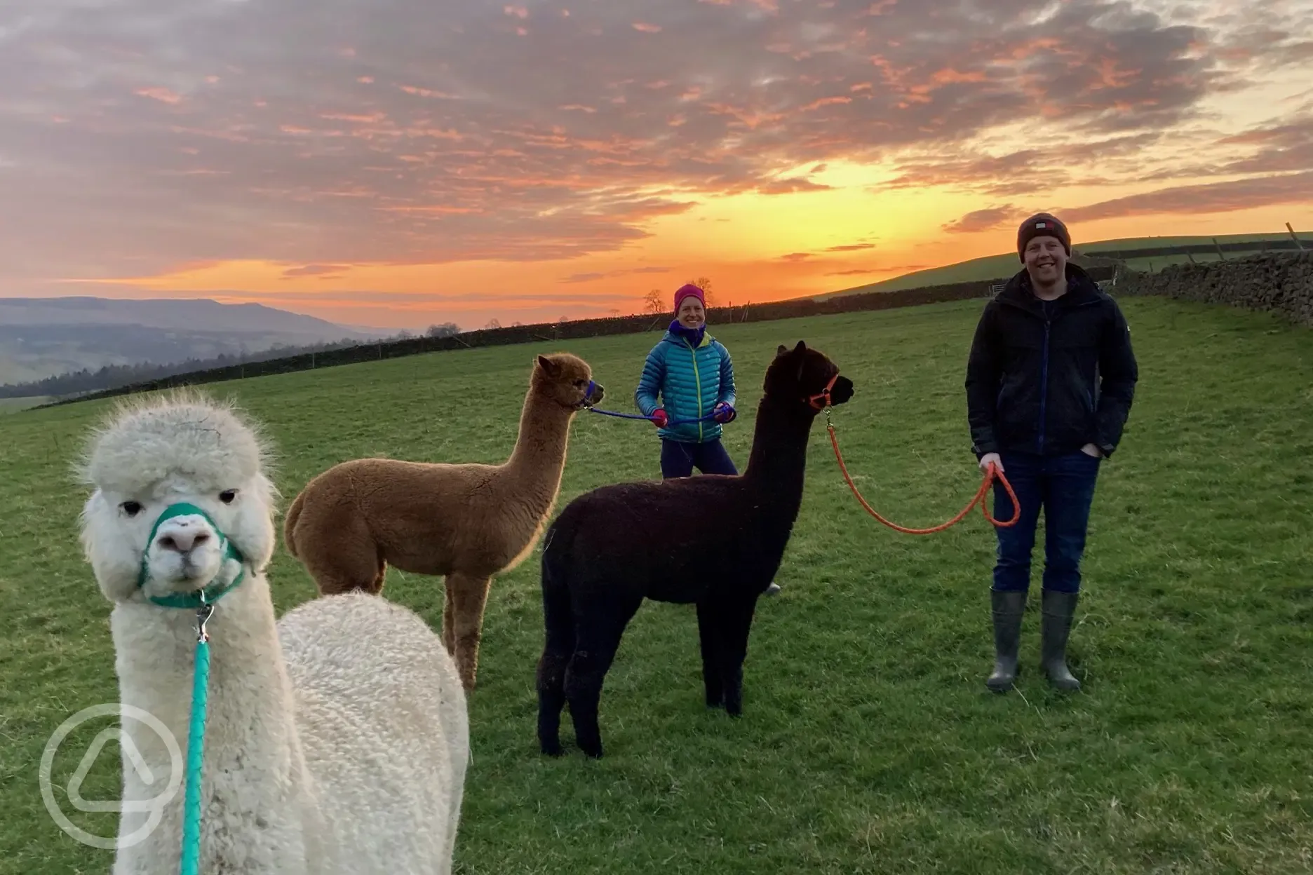 Sunset alpaca strolls