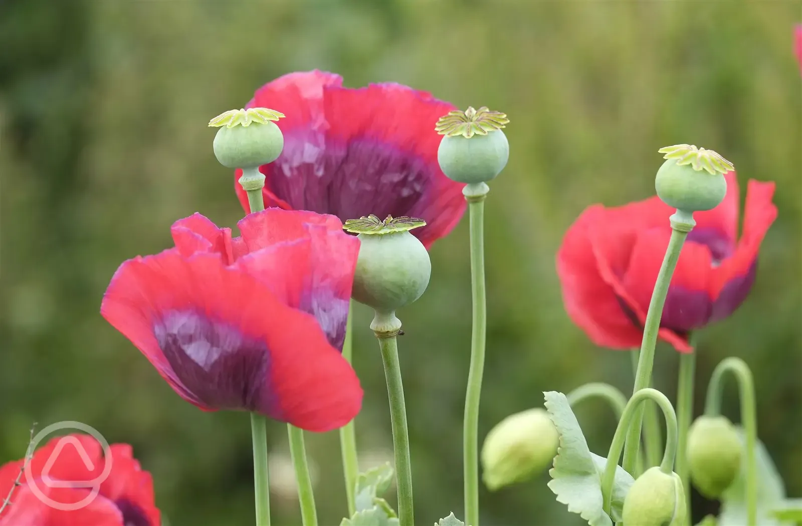 Poppies at Woodhill
