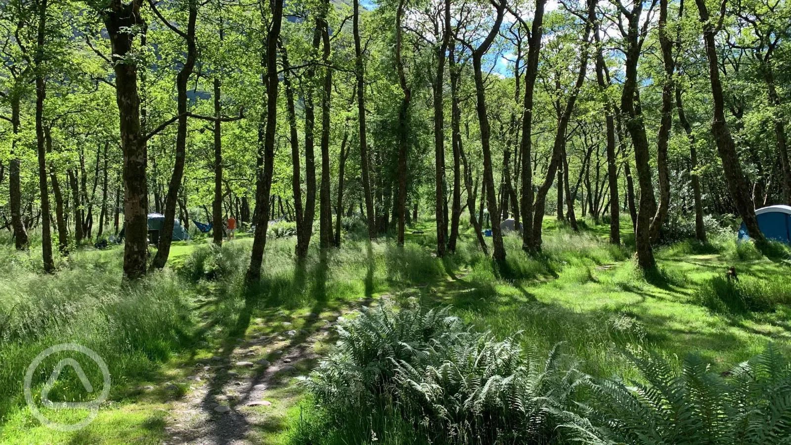 Non electric wild pitches in the woodland