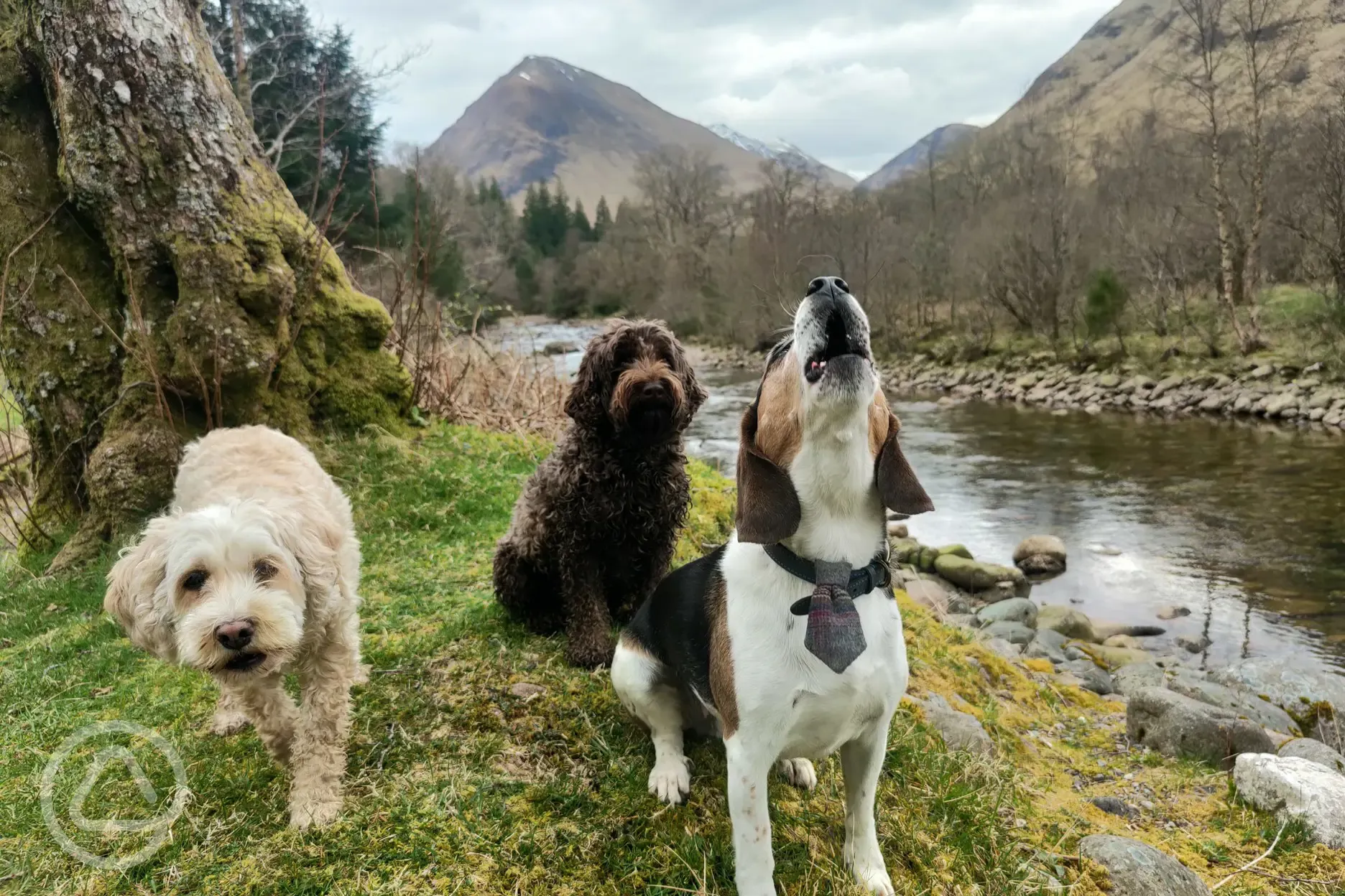 Dogs are welcome at no extra cost