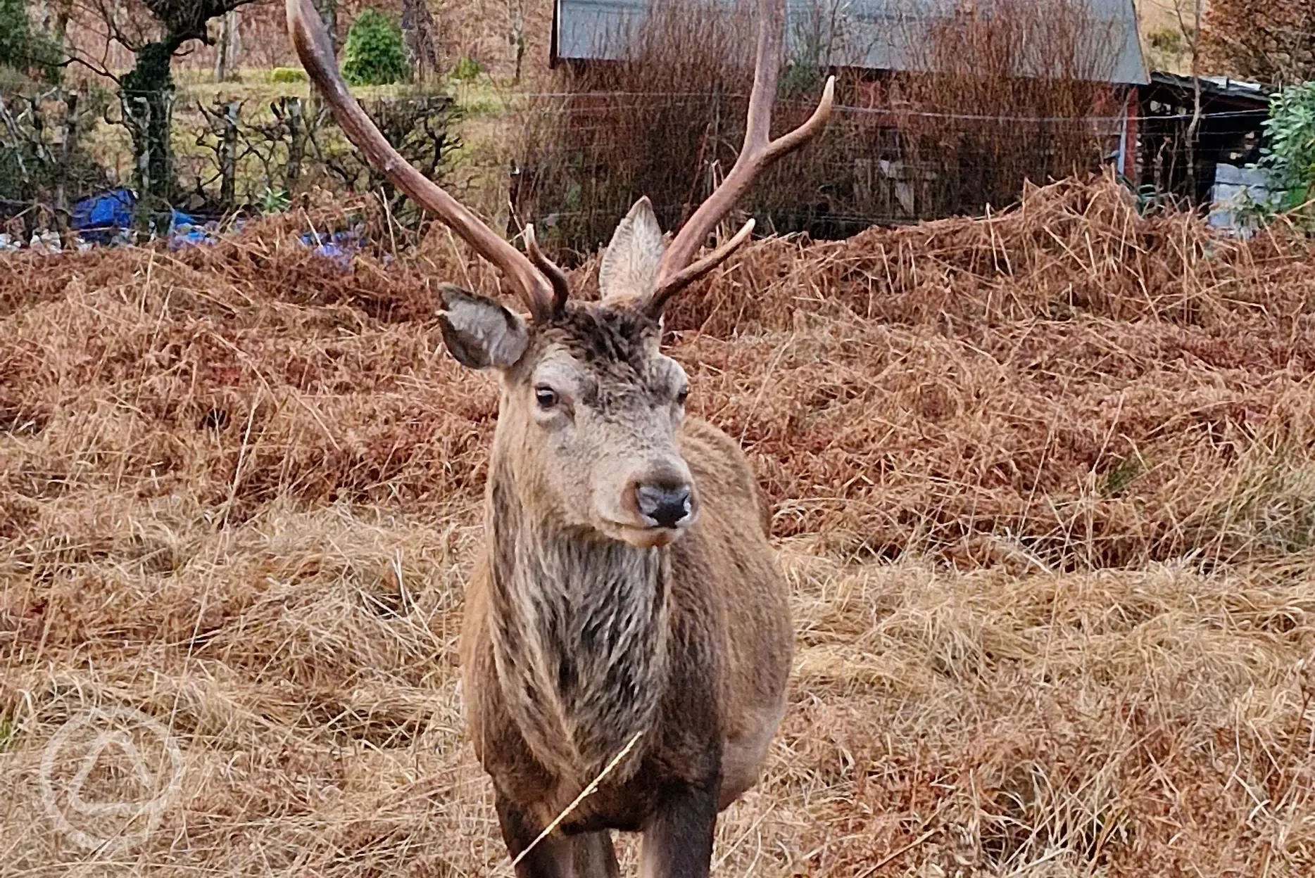 Local stags in the area