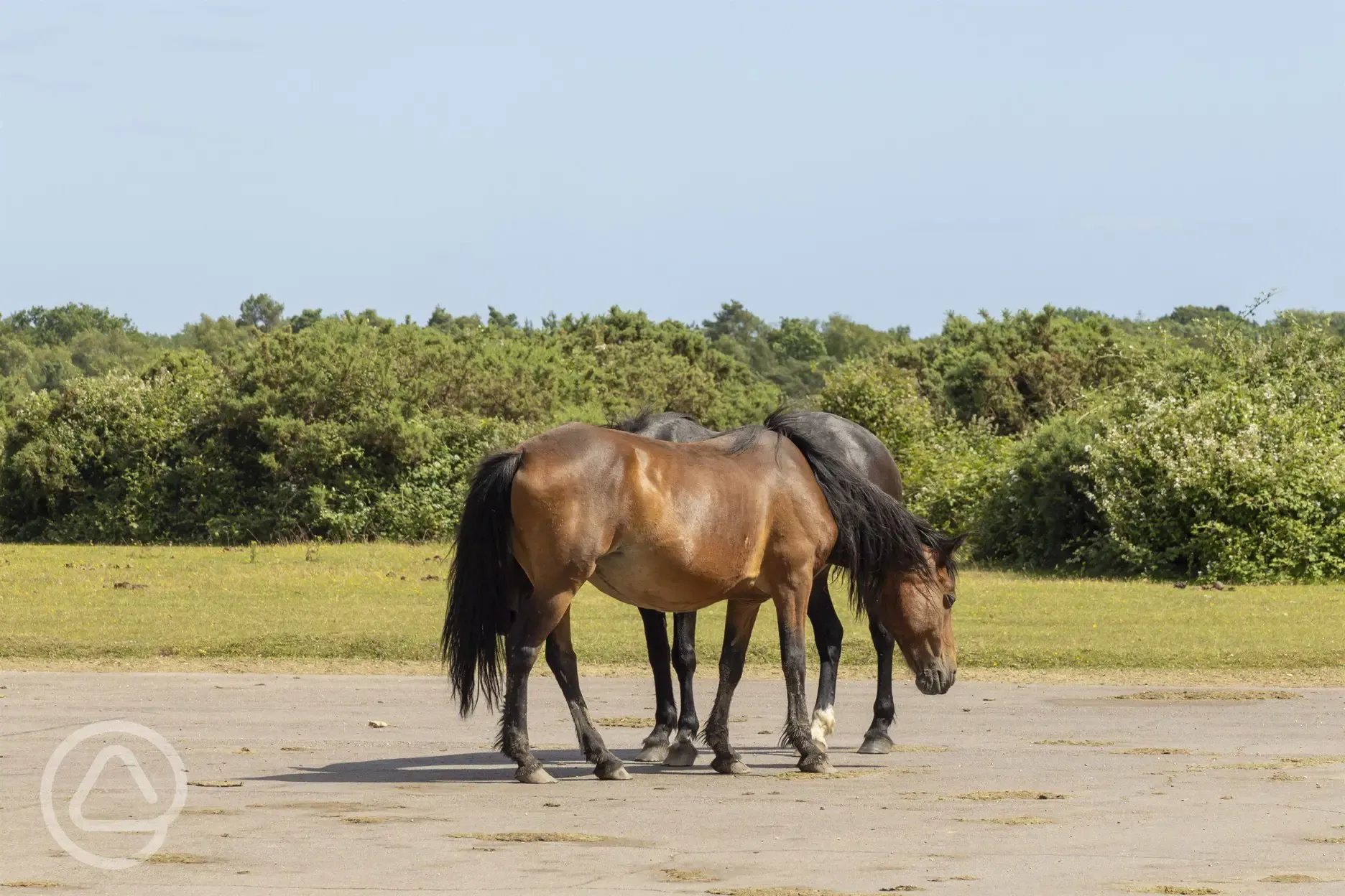 Free roaming horses