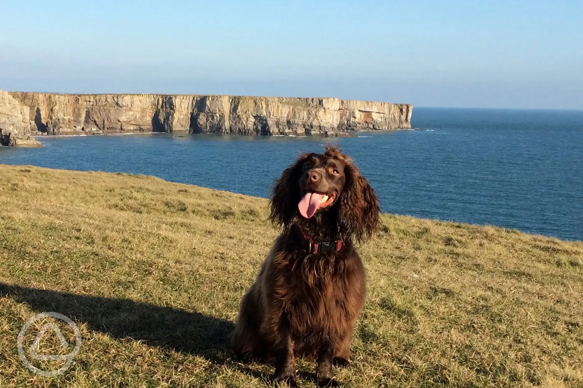 Dog at nearby beach