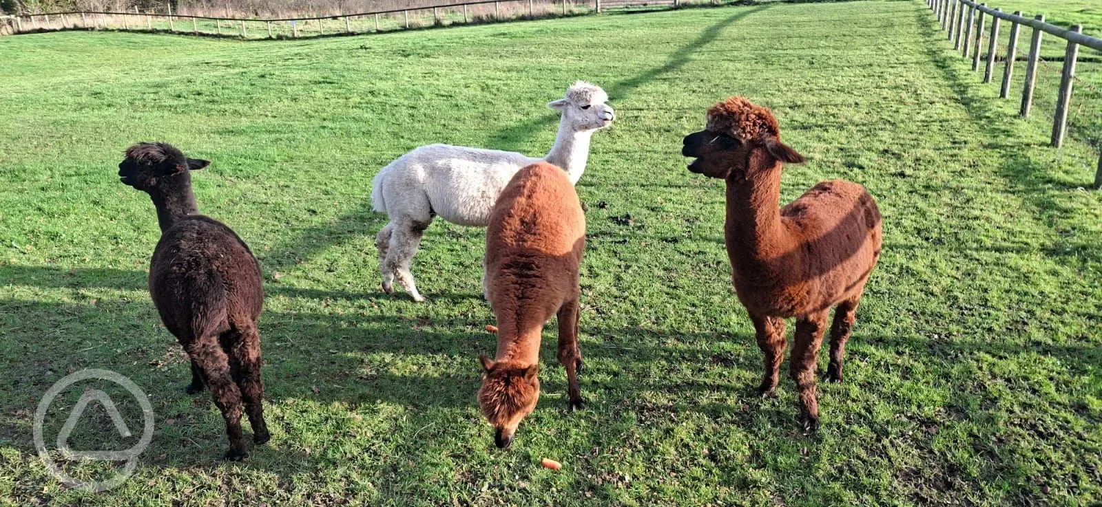 Onsite alpacas
