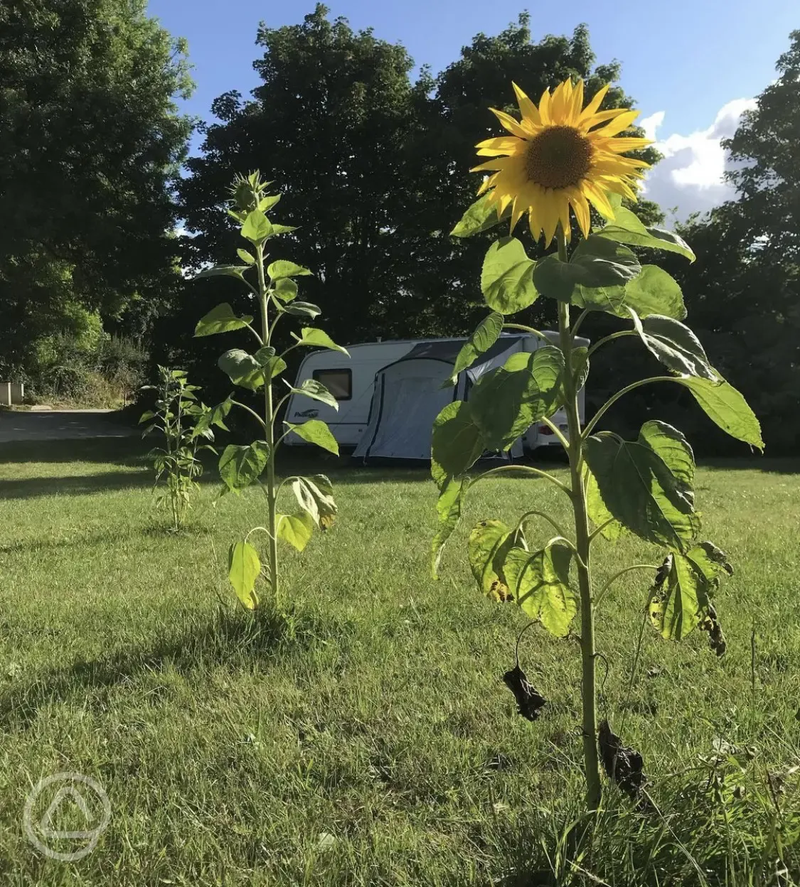 Self-sown Sunflowers! 