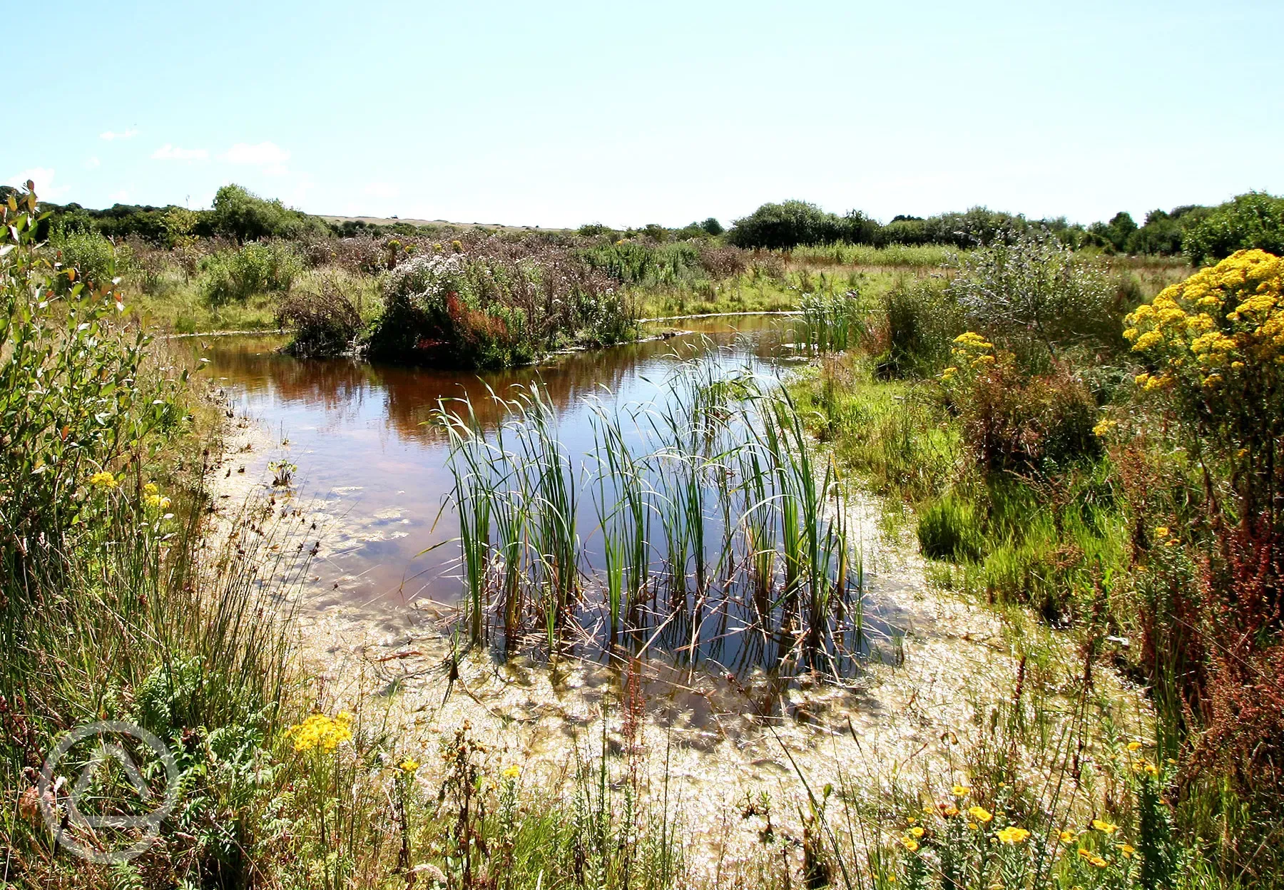 Nature pond