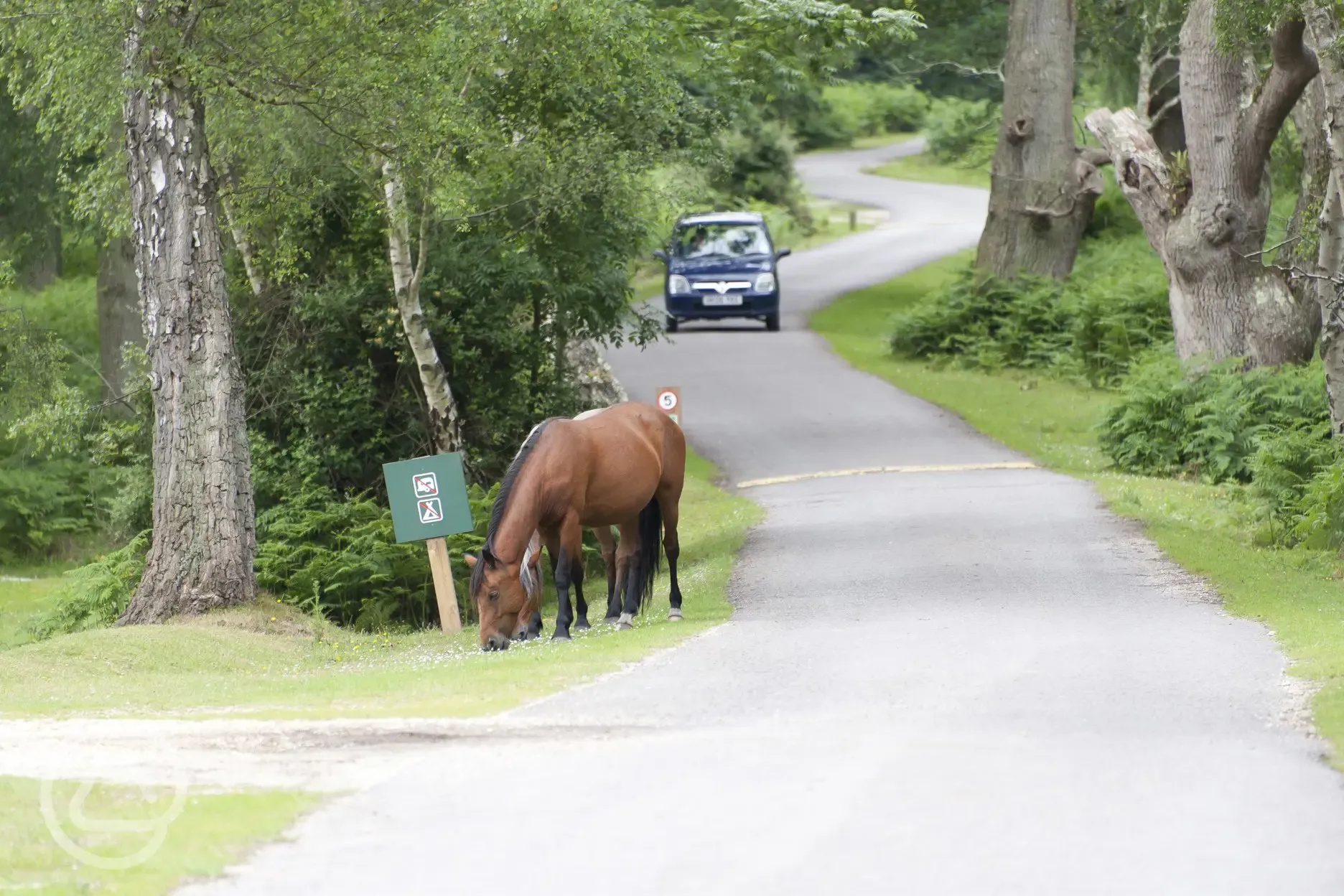 Nearby ponies 