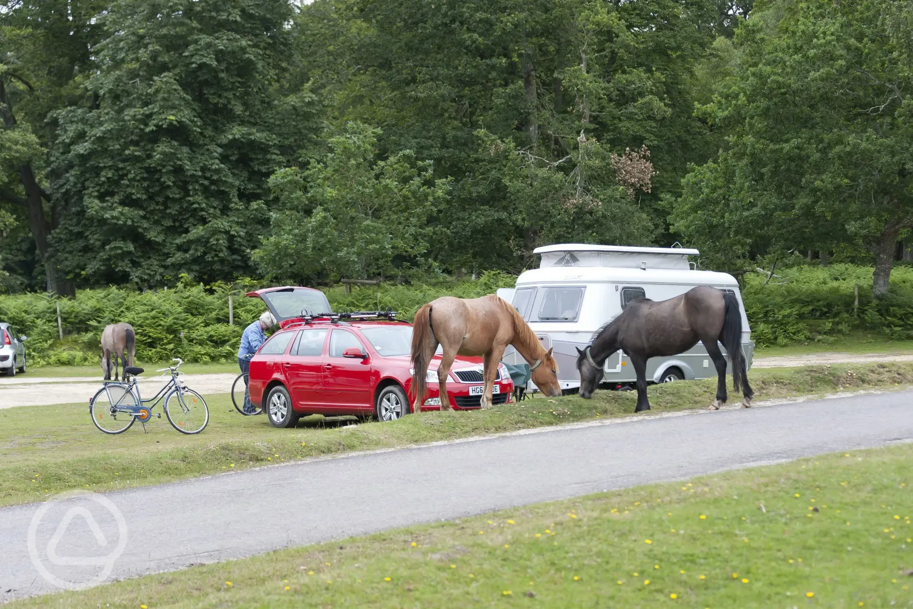 Nearby ponies 