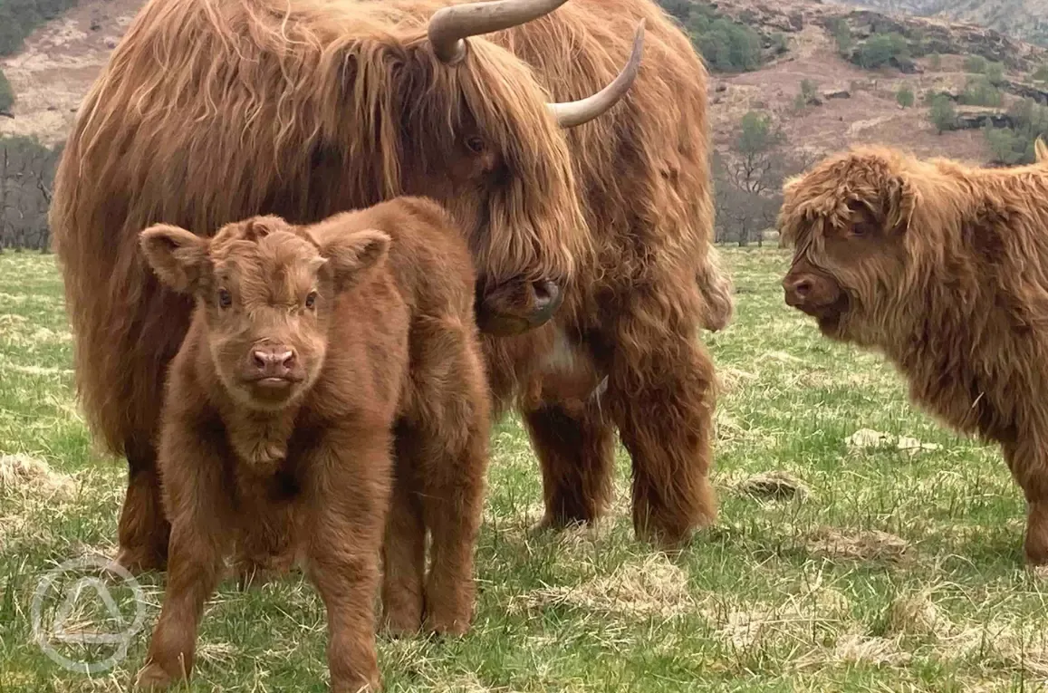 Highland cows