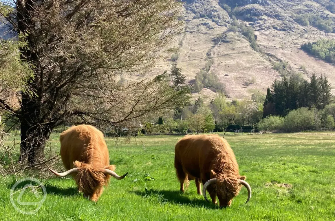 Highland cows