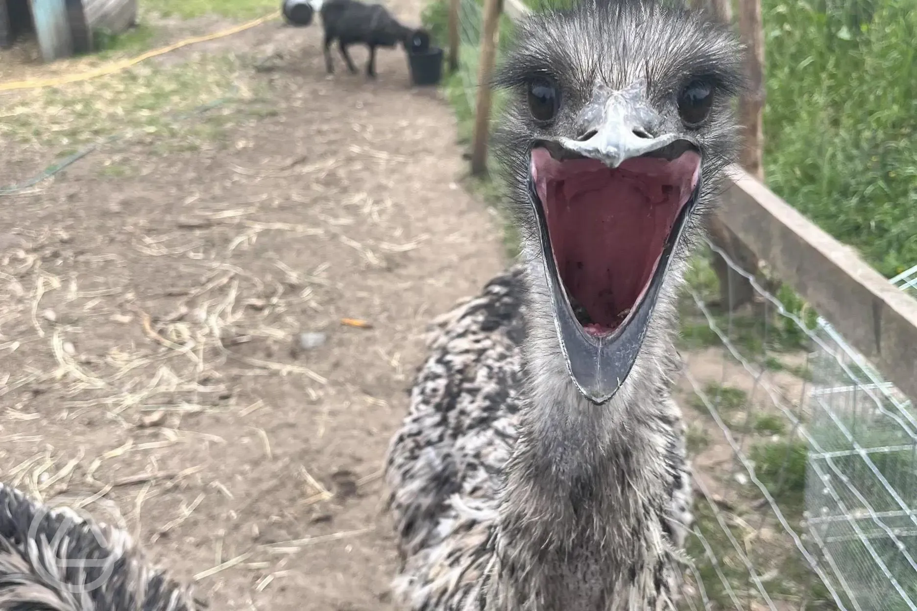 Emu at our mini farm!