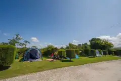 Large gold grass pitches 