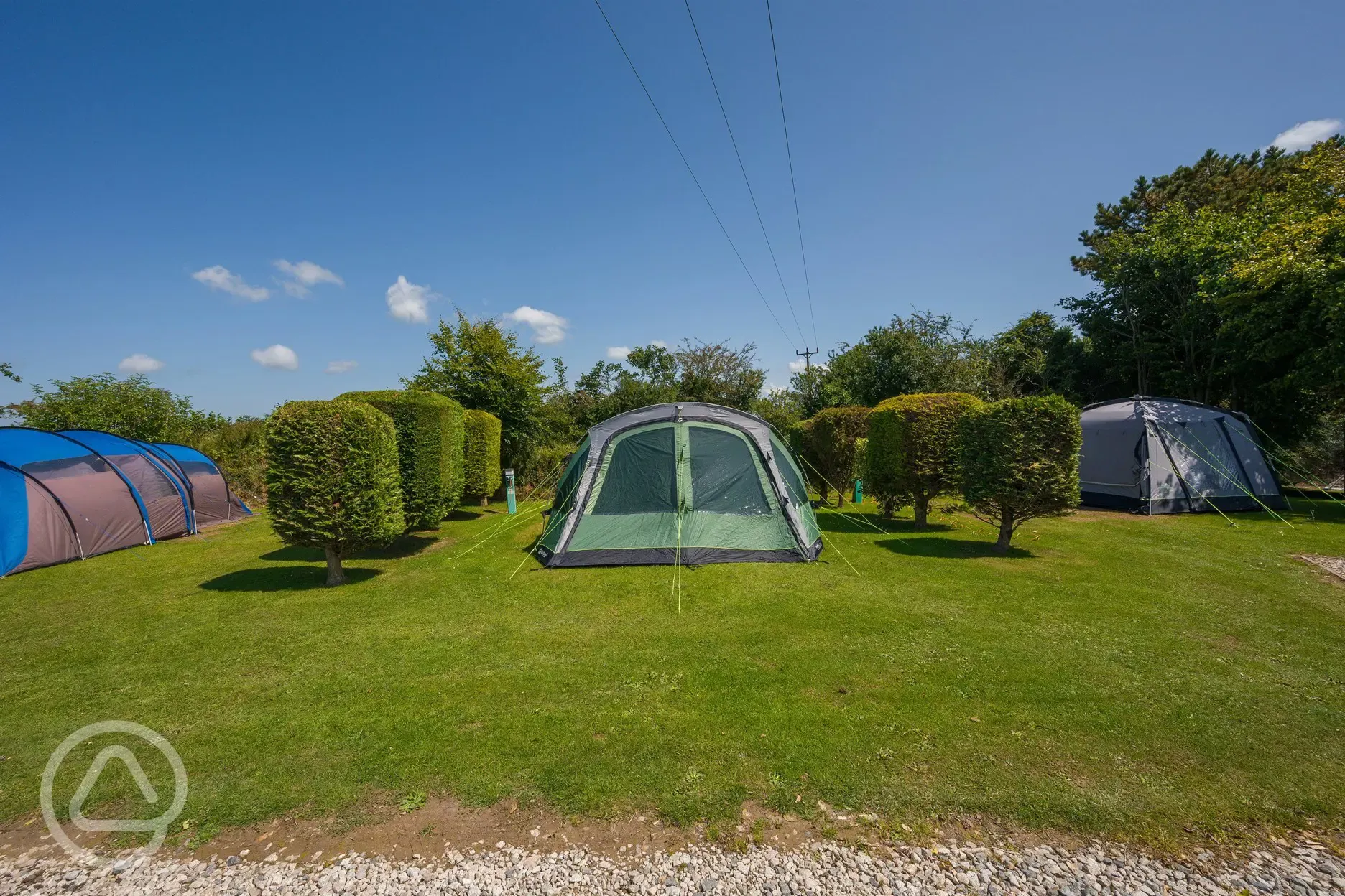 Large gold grass pitches 