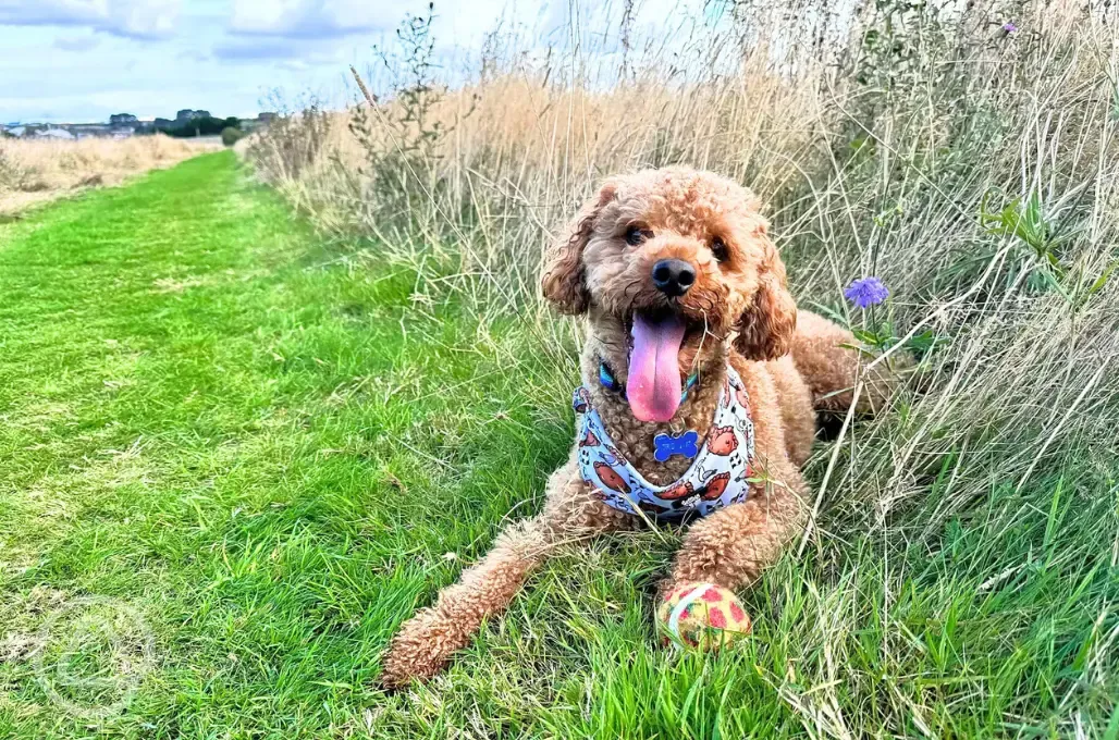 Dog exercise area