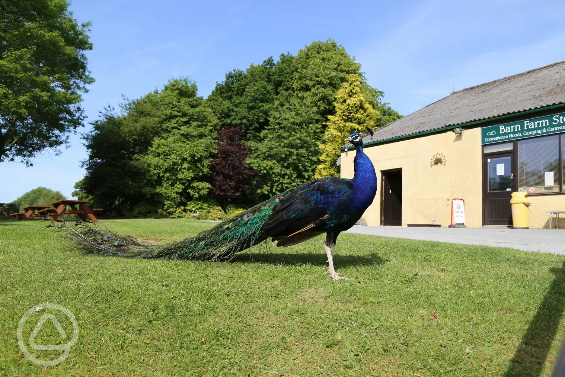 Onsite peacock