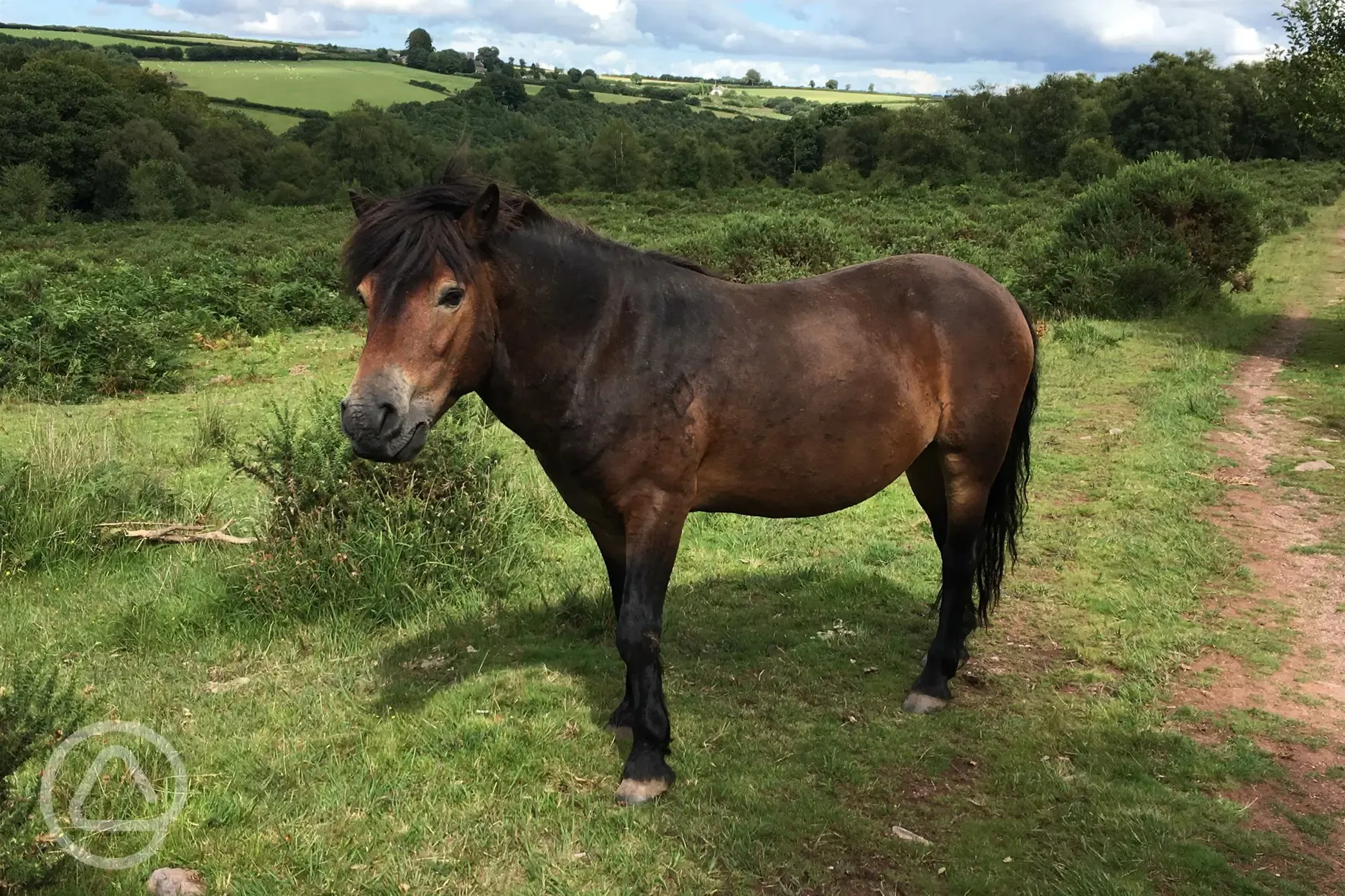 Exmoor pony on Haddon hill.