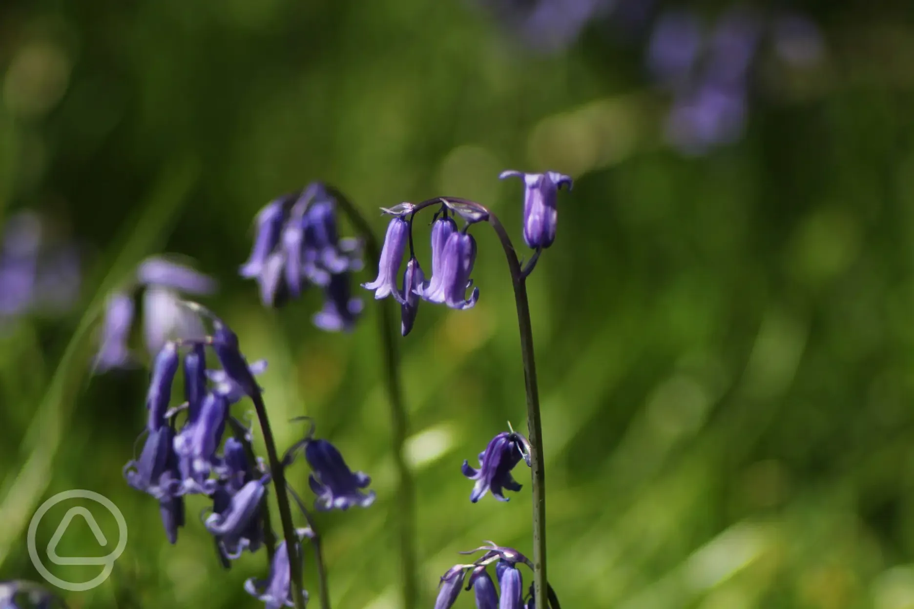 Bluebells which appear in May on the park