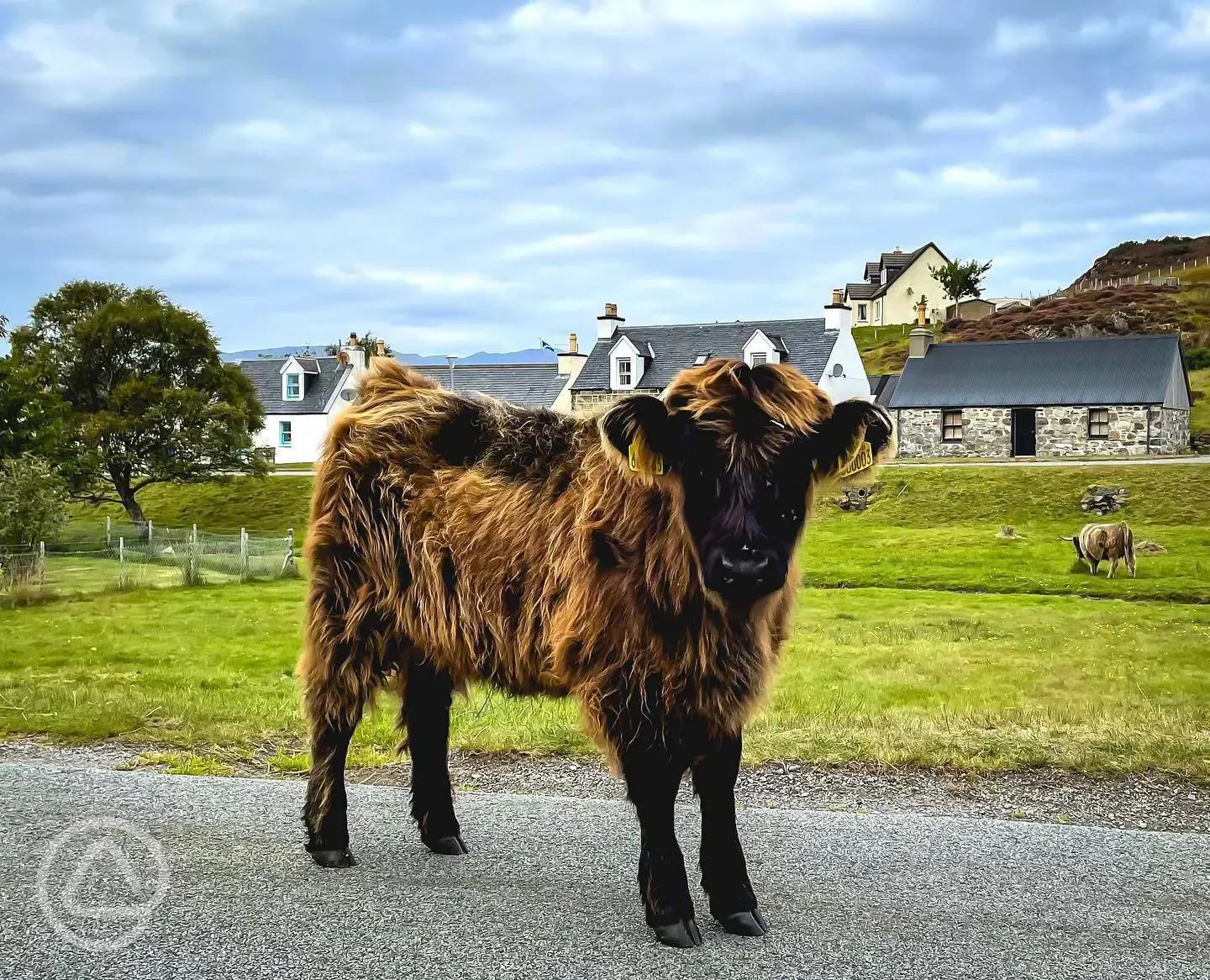 Highland cattle onsite