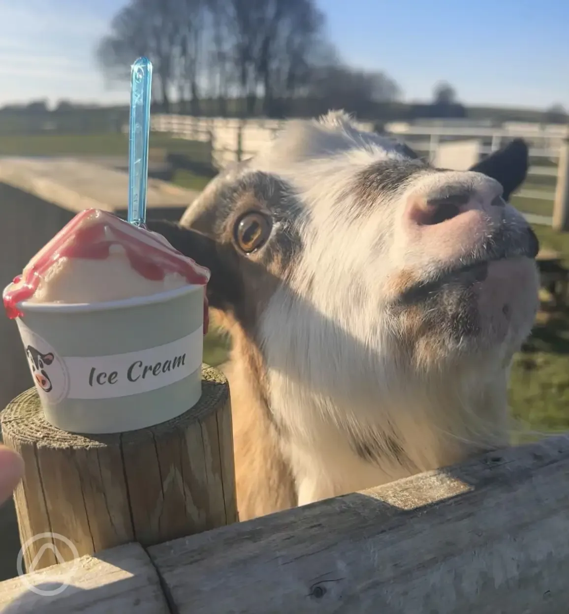 Onsite goats with ice cream available onsite