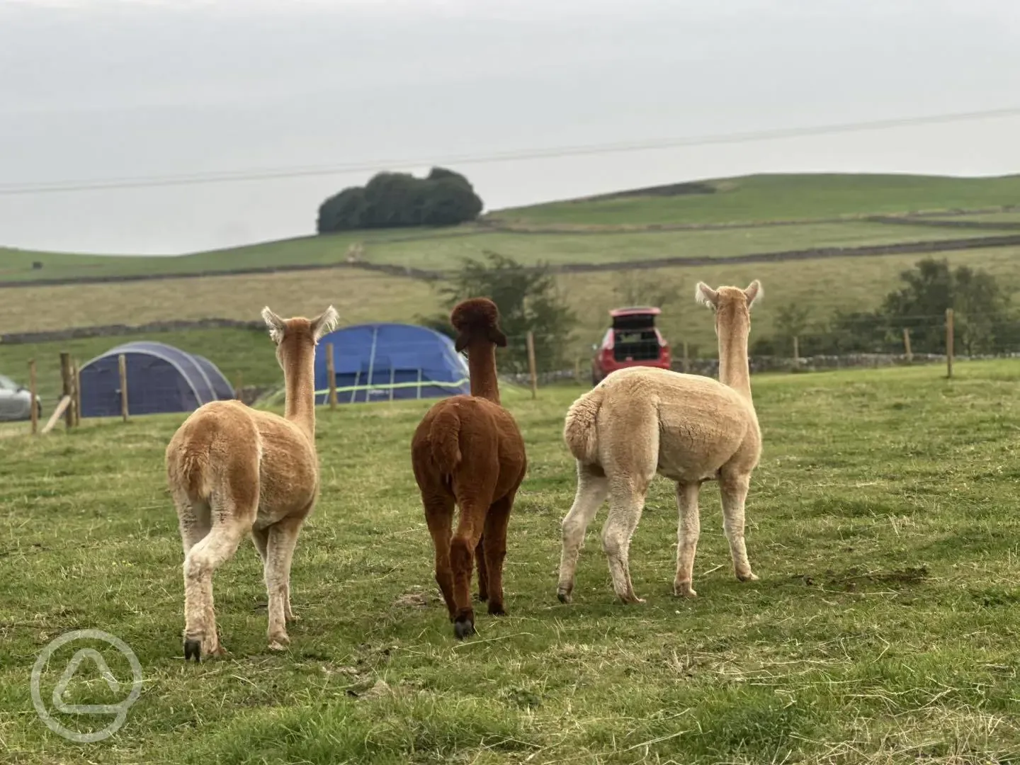 Resident alpacas next door