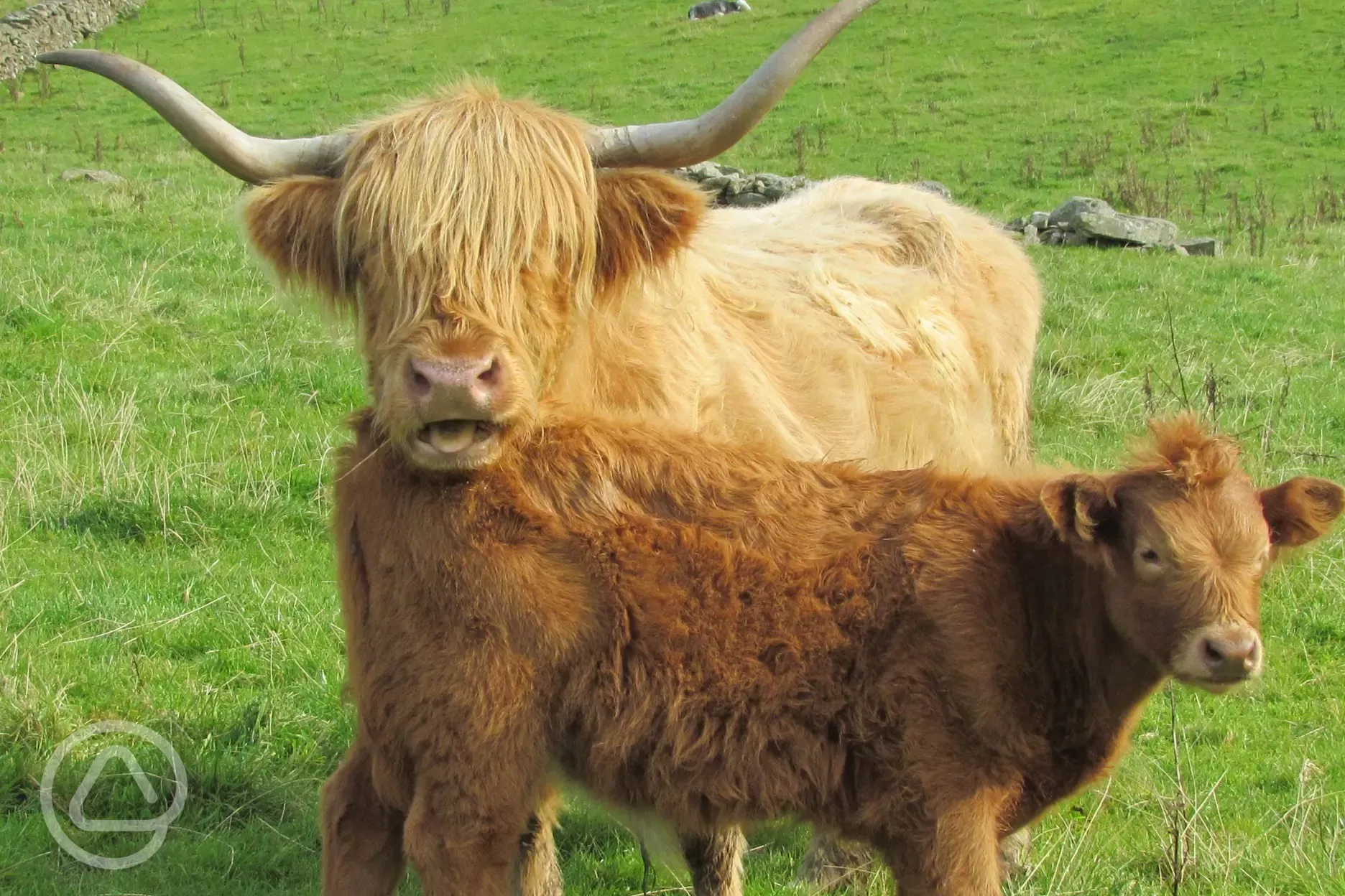 Working farm with a fold of Highland cattle