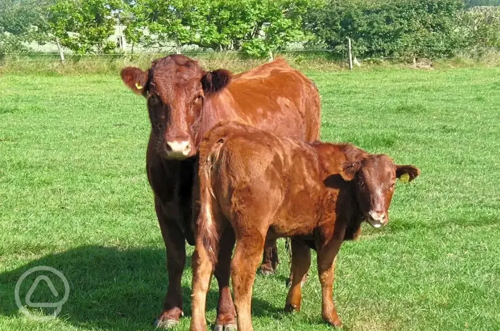 Cows onsite