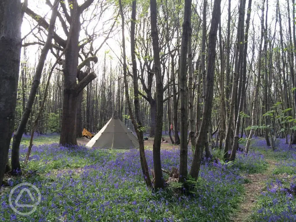 Stags pitch in bluebells