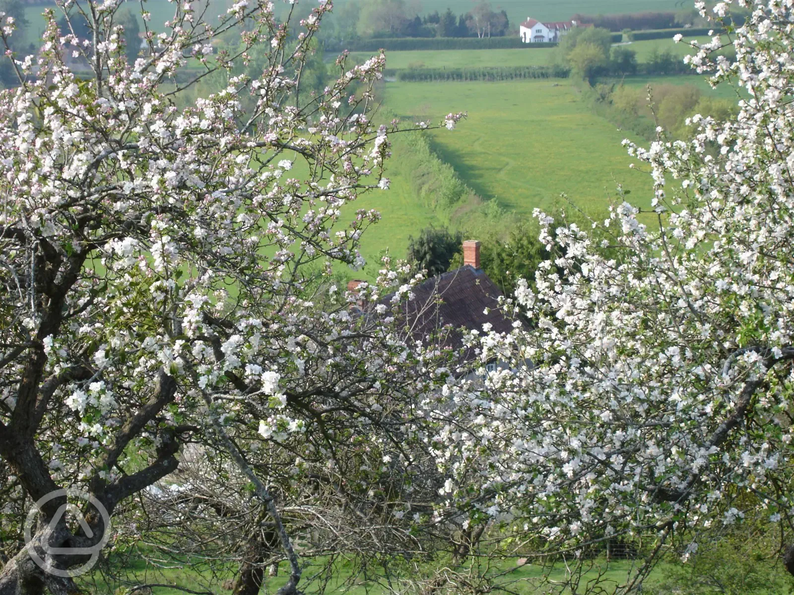early summer and the cider apple trees are in bloom