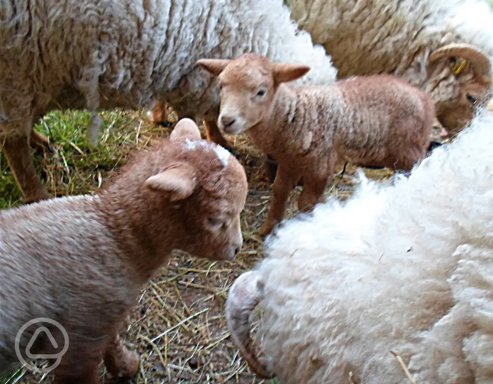 On an April or May visit you can help with the new lambs!