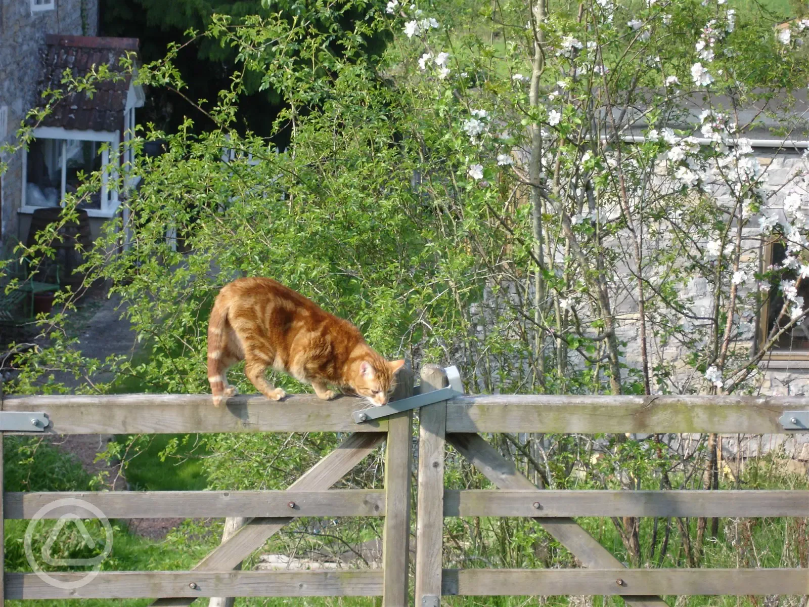 a welcome to the Orchard from Spooks our cat!