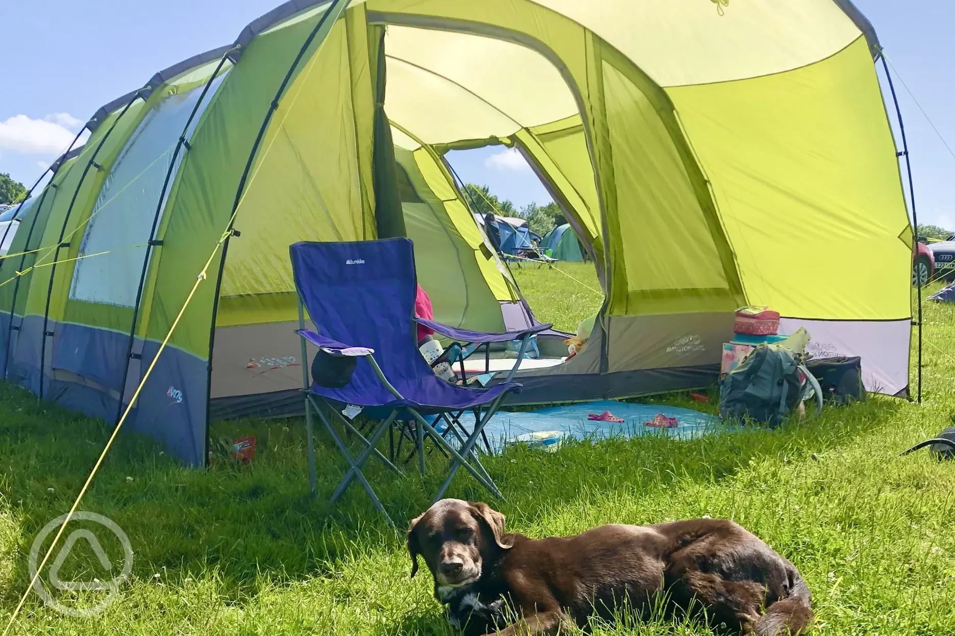 Dog at Bedgebury Camping in front of tent
