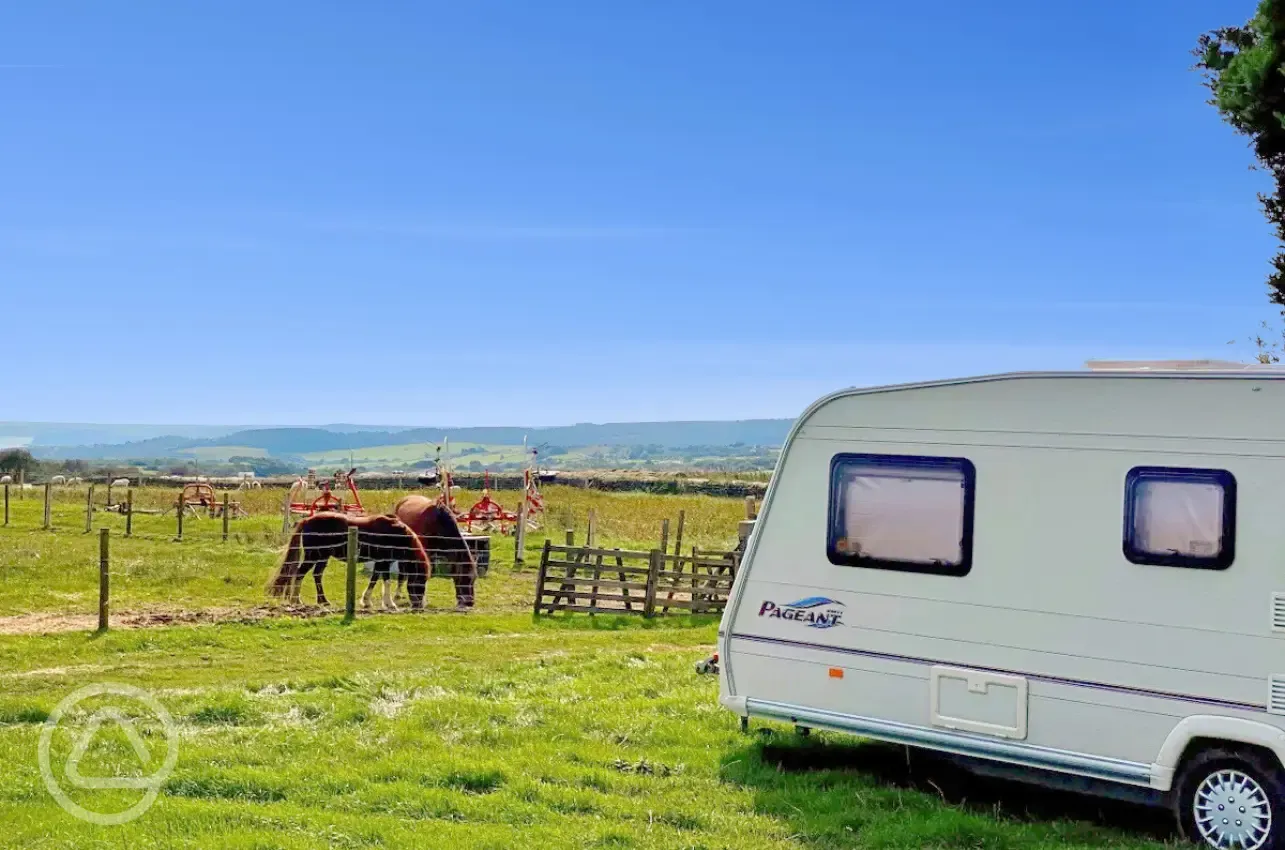 Electric grass pitches and neighbouring horses