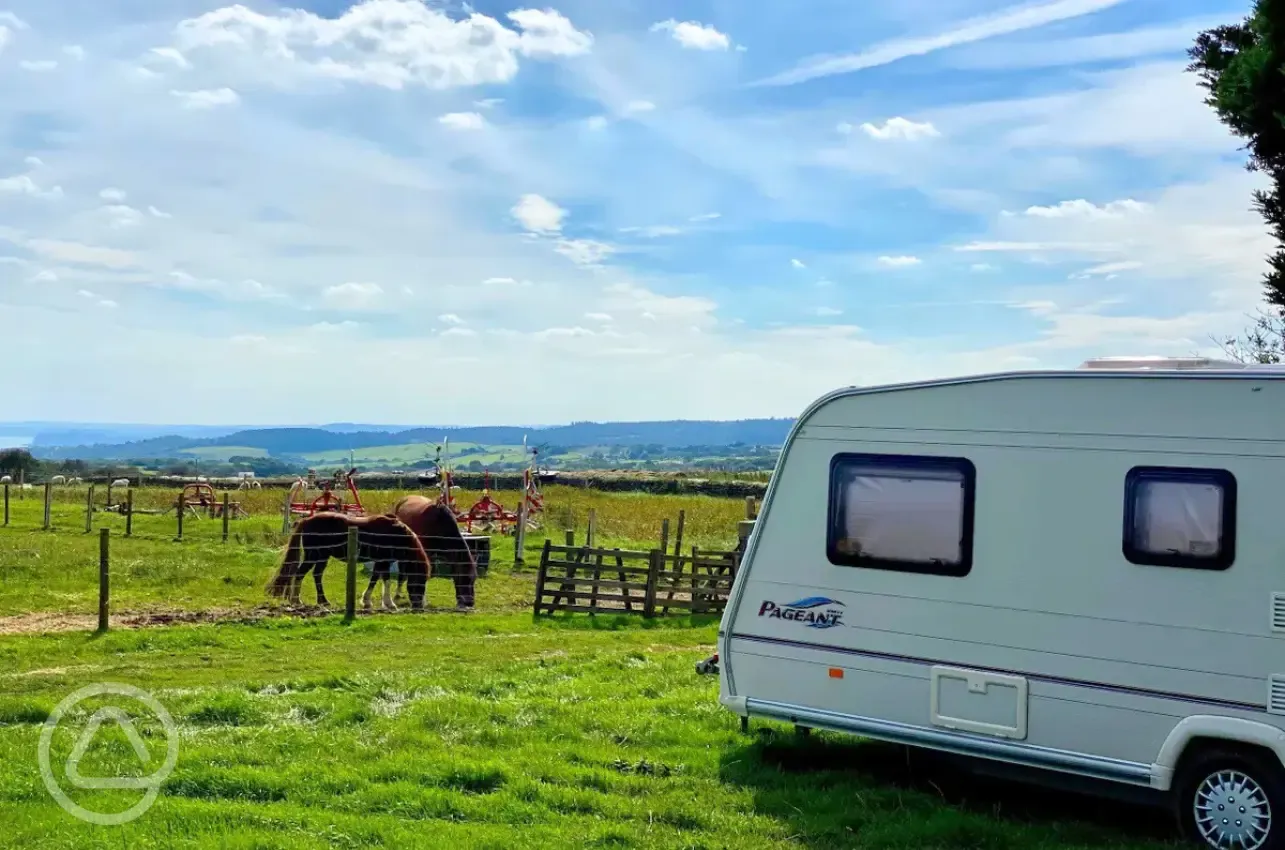 Electric grass pitches and neighbouring horses