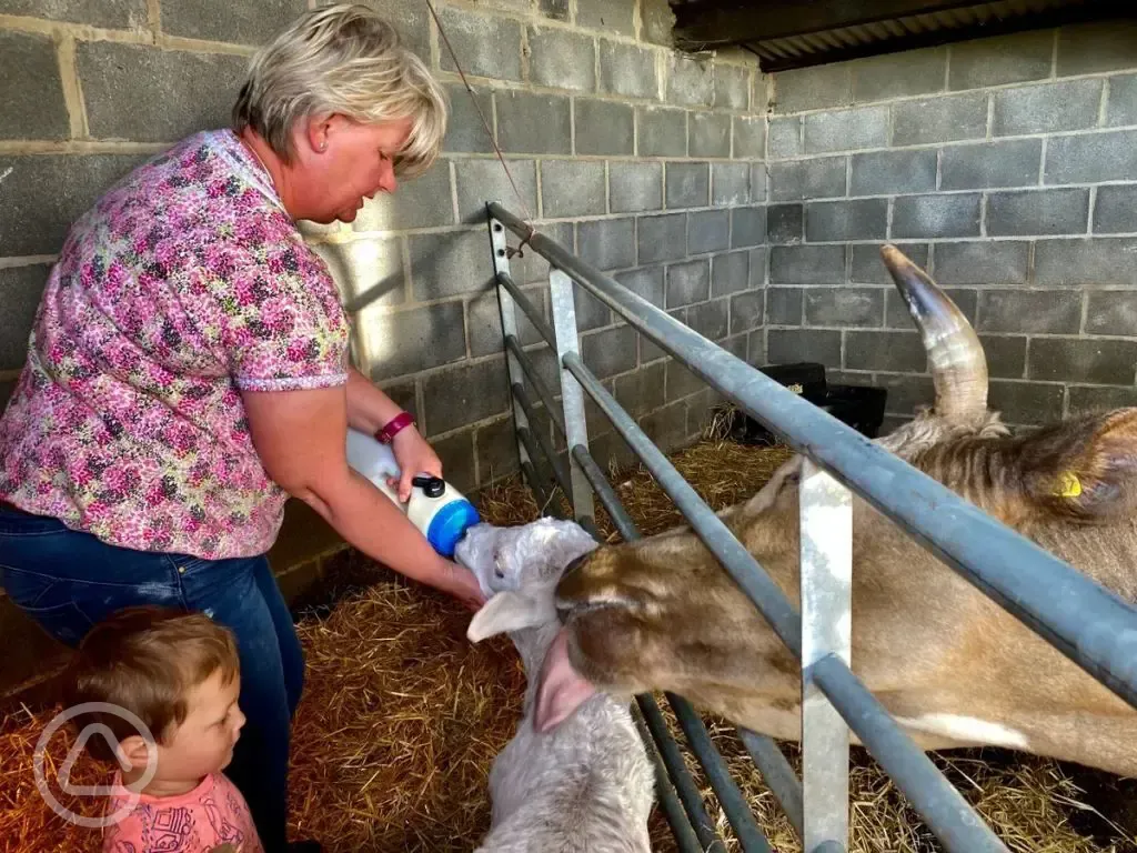 Onsite animals