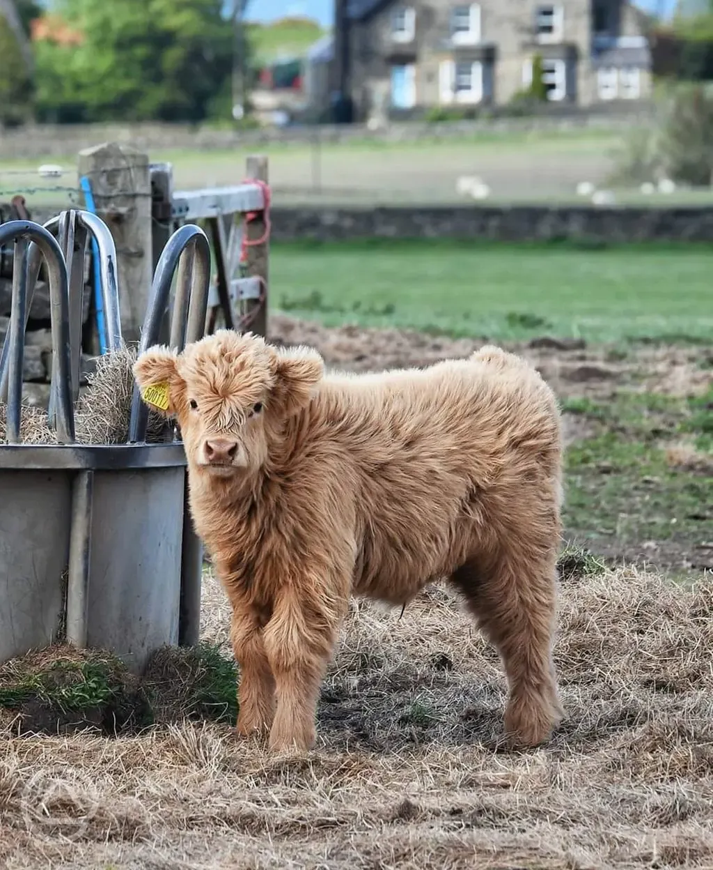 Onsite cows