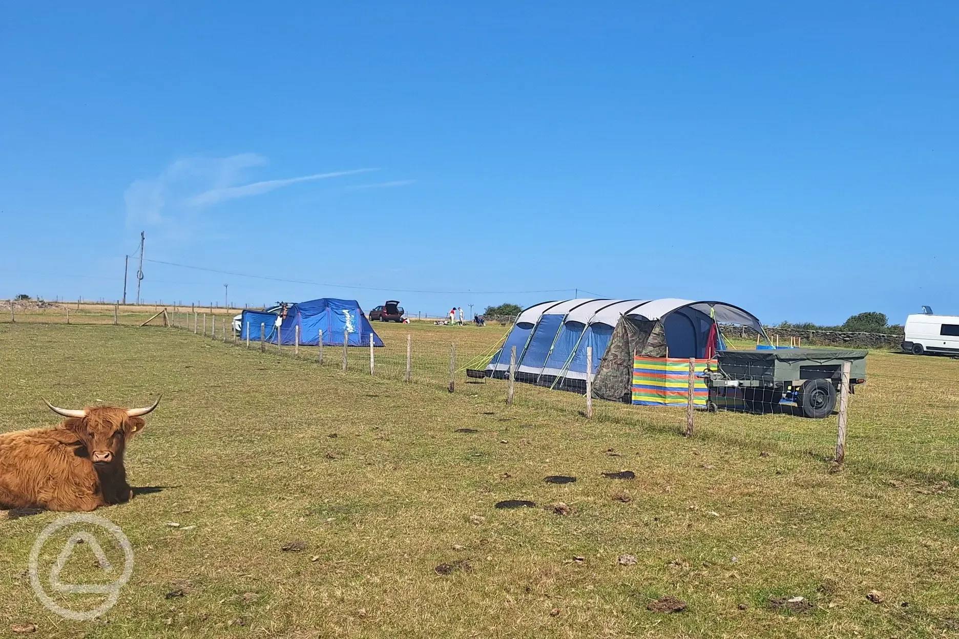 Grass pitches and friendly cows