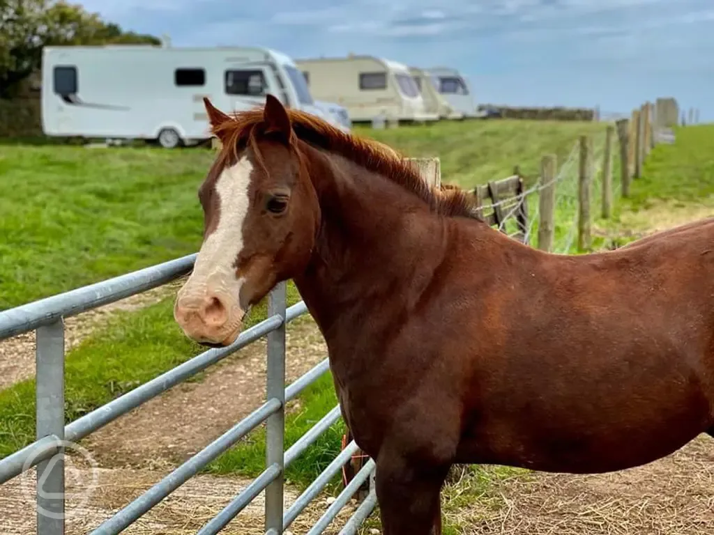 Grass pitches and neighbouring horses